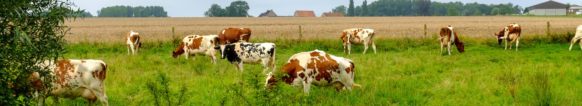 Dinsdagwandeling Flobecq