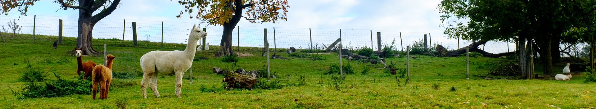Dinsdagwandeling Akrenbos