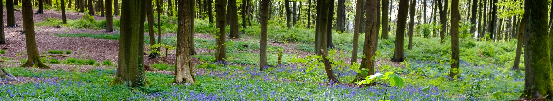 Dinsdagwandeling Zandbergen