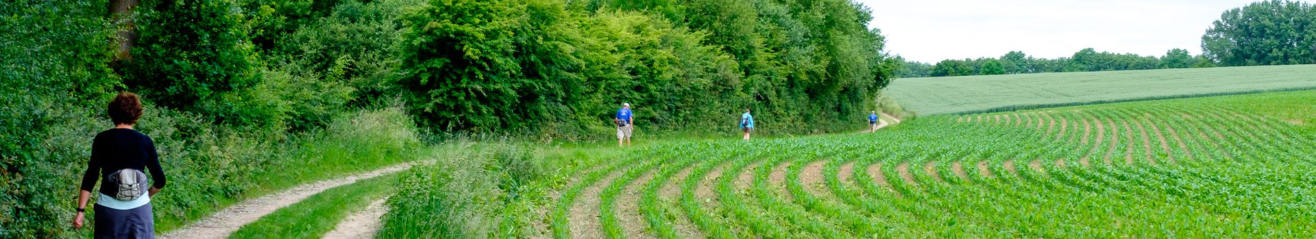 Dinsdagwandeling Zandbergen