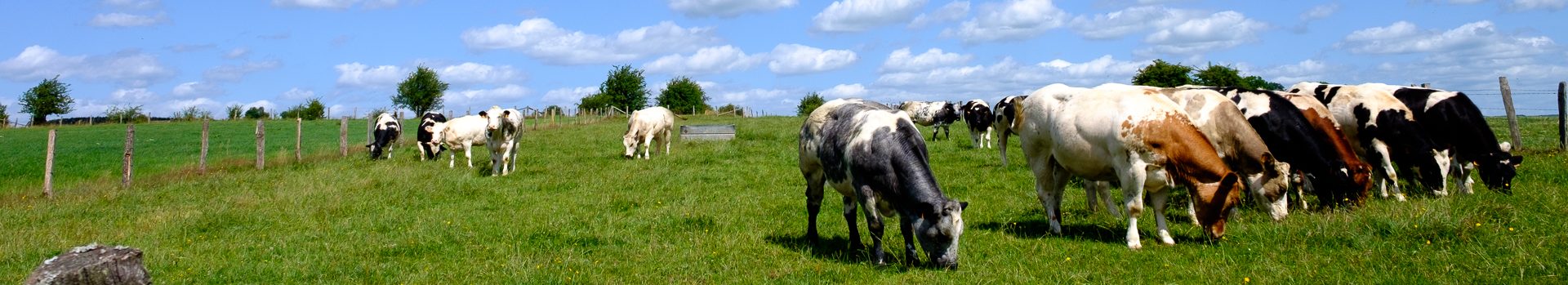 Dinsdagwandeling Galmaarden