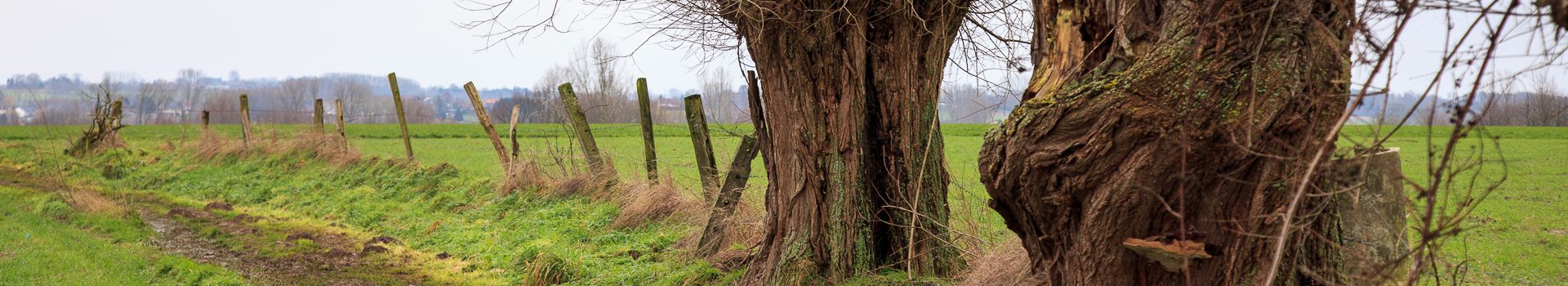 Dinsdagwandeling Steenhuize