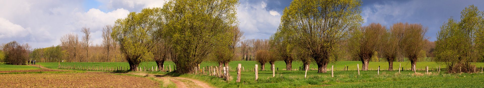 Dinsdagwandeling Nederboelare